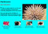 food_webs.jpg - 2387 Bytes