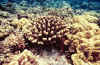 molokini_small.jpg - 2724 Bytes